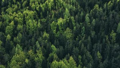 Trek Tr&auml;gershort Trek Solstice Bib Women XS Black Produktbild 19